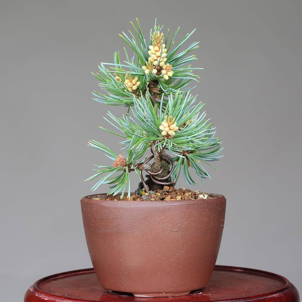 吾妻五葉松 盆栽 ?media_id=3172173262154966010